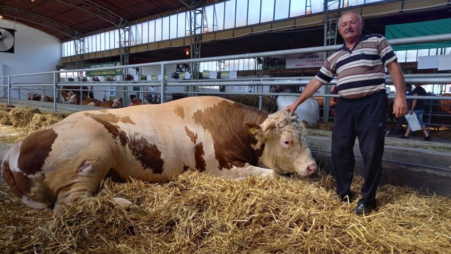 Najteži bik Poljoprivrednog sajma u Novom Sadu je Veliša od 1.700 kilograma