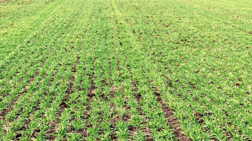 Kakav je bio utjecaj hladnog vala na usjeve diljem Europe?