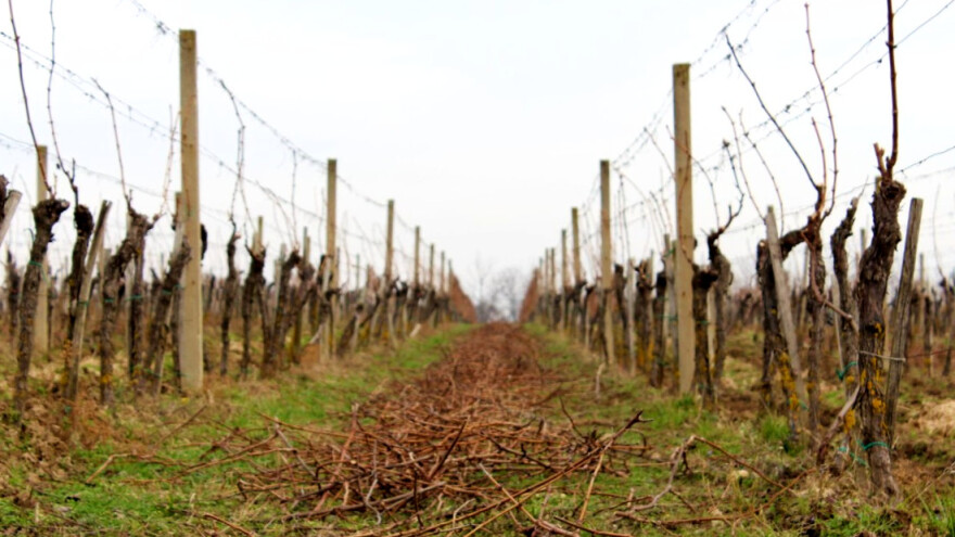 Ostatke grana ili lastara loze nakon rezidbe iskoristite na više načina