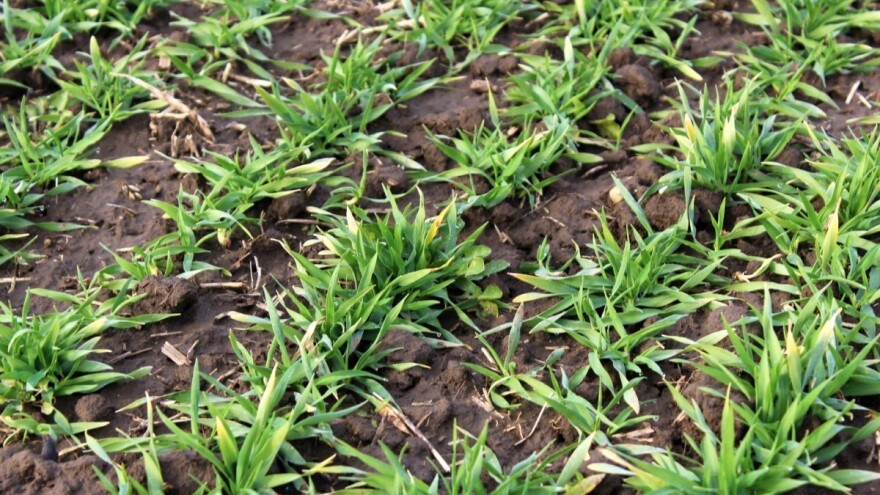 Eko dušična gnojiva na bazi Agrogela uz dodatak kože, perja, kopita i rogova