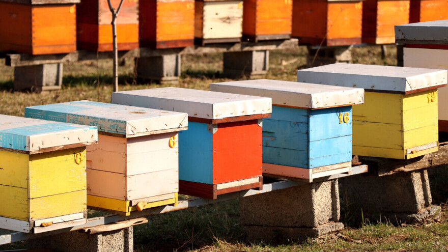 Februar je ispit za pčelare: Ove provere spašavaju zajednicu od propasti