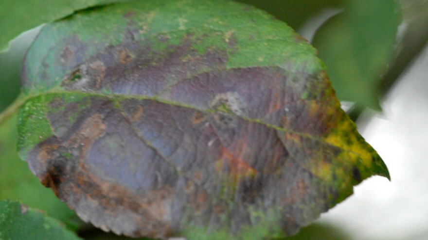 Krastavost jabuke - infekciji pogoduje nestabilno vrijeme