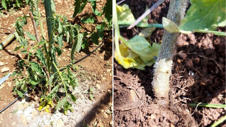 Evo šta uraditi ako vam paradajz nakon presađivanja u baštu "preko noći" uvene