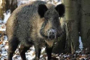 Zaratili s veprovima i lovozakupnikom Lozićem