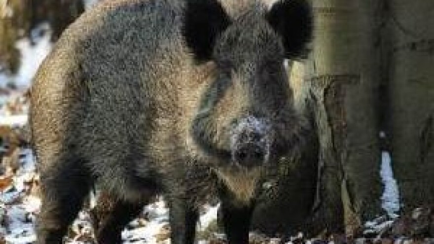 Zaratili s veprovima i lovozakupnikom Lozićem