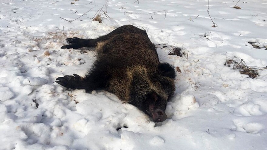 Afrička svinjska kuga ne jenjava u lovištima na Palama