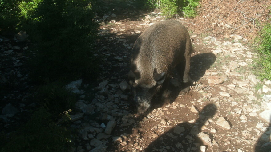Lovci jeli trihinelom zaraženo meso divlje svinje