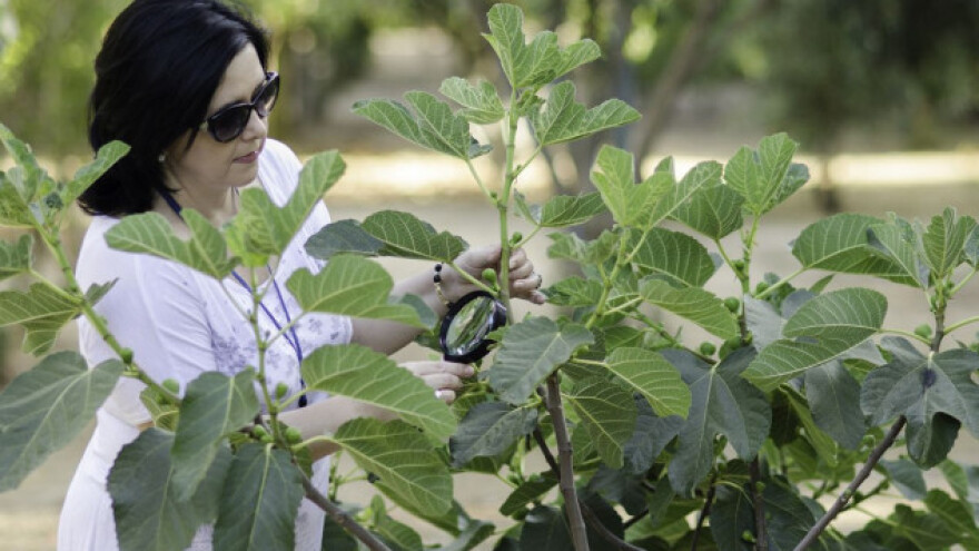 Smokva je jača i od Švicarske!