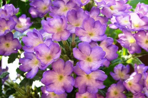 Verbena