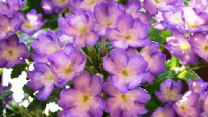 Verbena