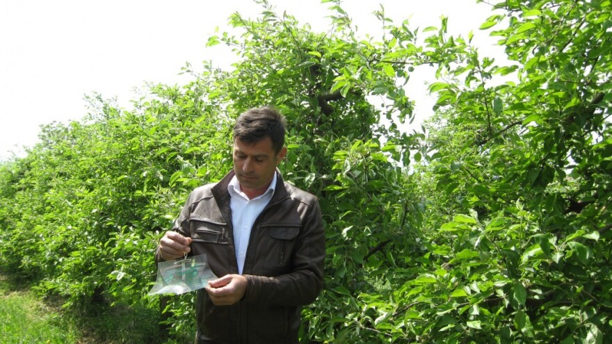 Belim i plavim šerpama protiv rutave bube