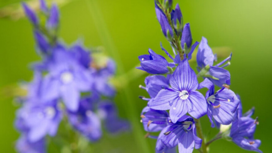 Čestoslavica: jedini pravi lijek za sve!