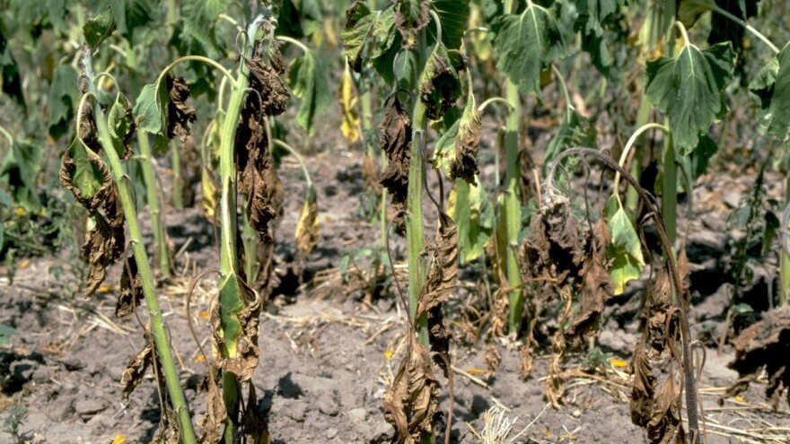 Šta je verticiliozno uvenuće? Voli oblačno vrijeme koje prekidaju topli dani