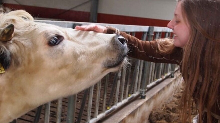 Uz Arethu Franklin krave daju više mlijeka