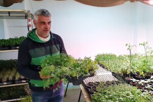 Uzgoj ispod Kvatrića: S urbane eko farme Vesela motika stiže mikropovrće