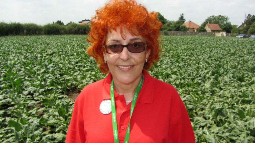 Sorte i hibridi Syngente pokazali potencijal