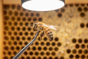 Veštačko osemenjavanje pčelinjih matica