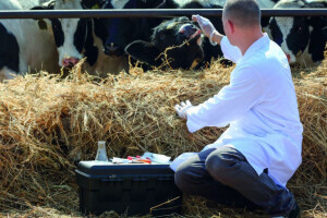 Javnost o odabiru ovlaštene veterinarske organizacije
