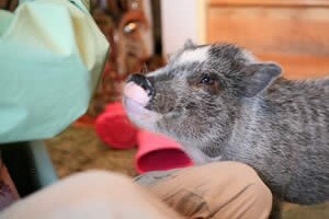 Veterinara će biti, no hoće li biti i pacijenata?