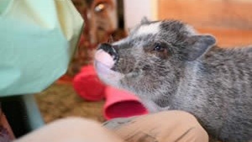 Veterinara će biti, no hoće li biti i pacijenata?