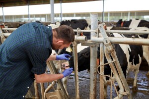 Postani poljoprivredni ili veterinarski tehničar, prijave su u tijeku!