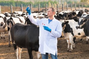 EFSA: Cijepljenjem se smanjilo izbijanje bolesti kvrgave kože za 95%