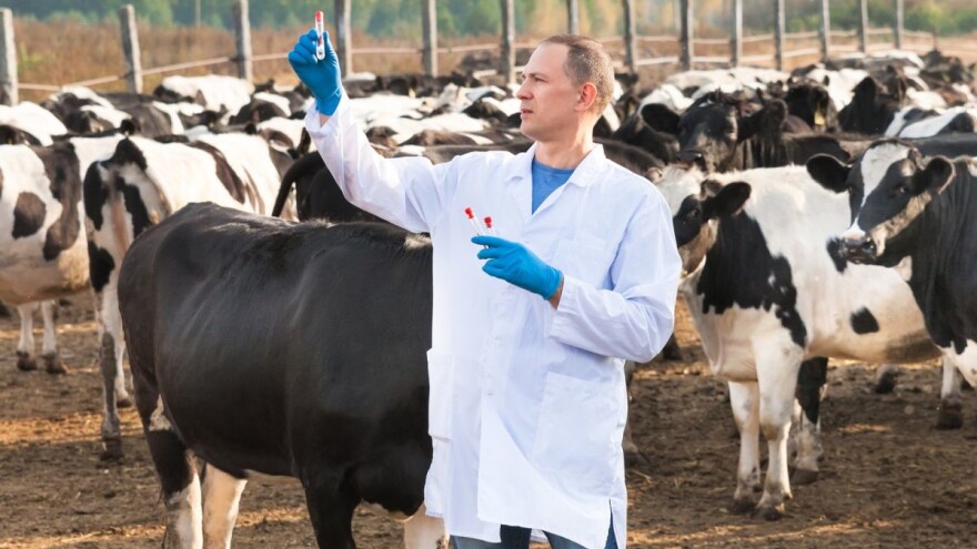 EFSA: Cijepljenjem se smanjilo izbijanje bolesti kvrgave kože za 95%