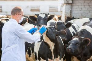 Uključite se u raspravu o veterinarskim proizvodima!