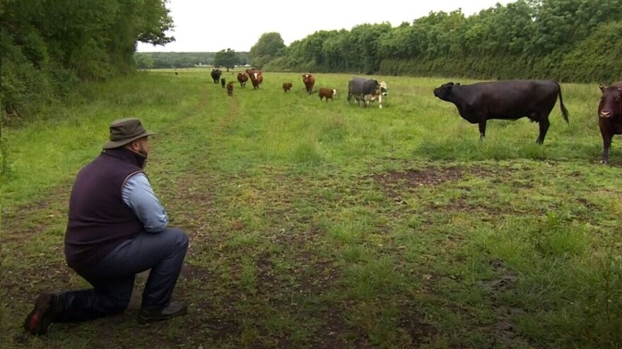 Veterinar Alfonso Camassa liječi krave pjevajući im operu