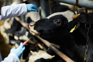 Veterinari stočarima naplaćuju provođenje obaveznih mjera koje su već plaćene iz federalnog budžeta
