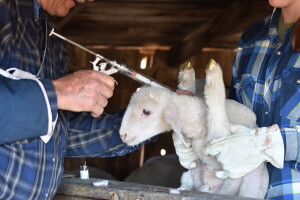 Veterinari u zabludi: Iako nema rješenje, Veterinarska komora izdaje i naplaćuje licence