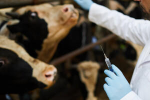 Objavljen Nacrt programa novčanih podrški u veterinarstvu - reagirajte!