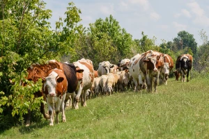 Veterinari predstavili strategiju: Hrvatska bi do 2038. mogla imati 500.000 krava i 1,5 milijuna ovaca