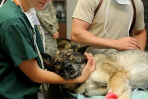 Veterinari, uključite se u javnu raspravu o Zakonu
