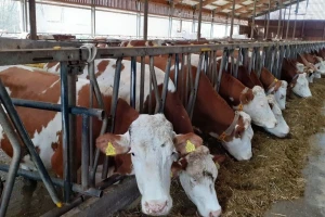 Smart tehnologija u stajama: Ventilatori štite od toplinskog šoka, krave daju više mlijeka