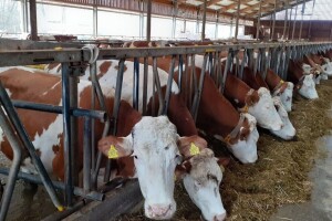 Smart tehnologija u stajama: Ventilatori štite od toplinskog šoka, krave daju više mlijeka