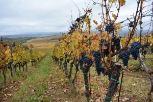 Korona otkazala klasičnu posvetu mladog vina, Martinje obilježeno radionicom