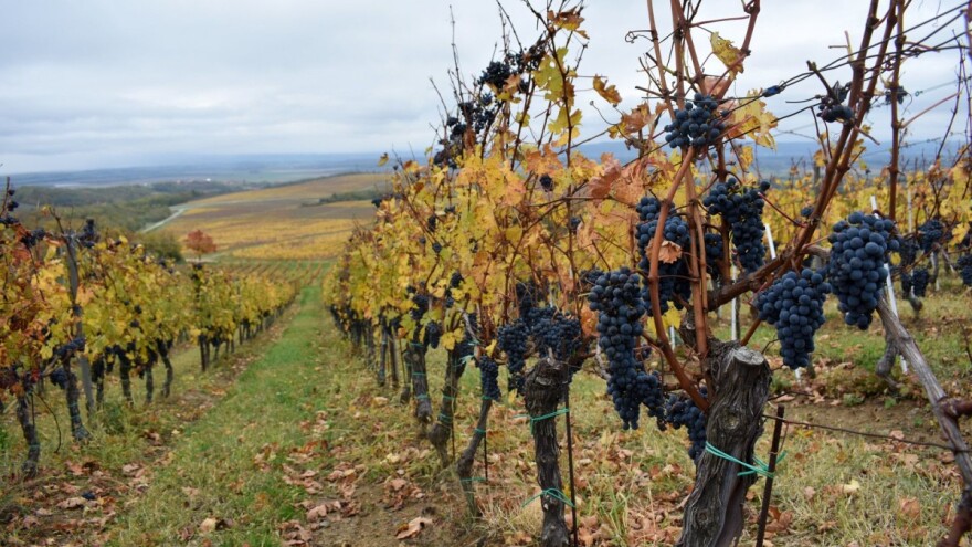Korona otkazala klasičnu posvetu mladog vina, Martinje obilježeno radionicom