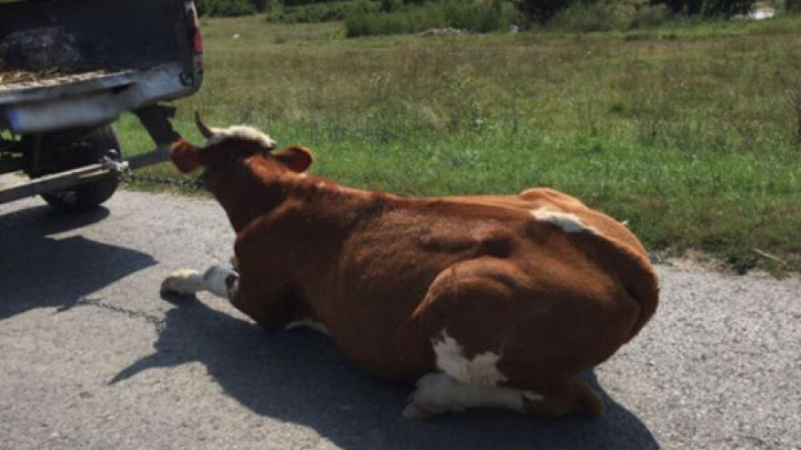 Kravu vezao za kamion i vukao po putu!