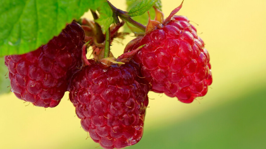 Sami prave vezice koje traju nekoliko godina