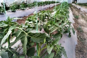 Osigurajte paradajzu potporu i vežite na pravilan način kako bi što bolje rodio