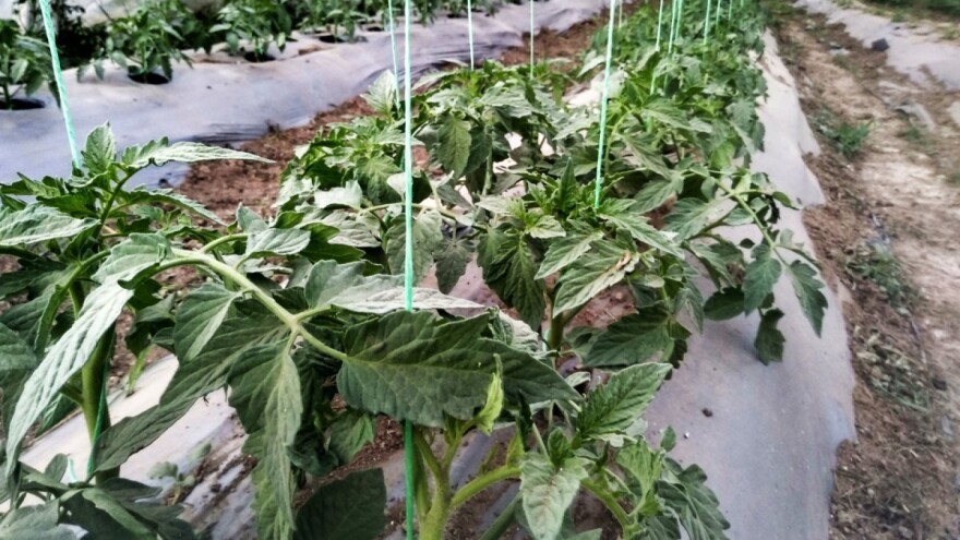 Osigurajte paradajzu potporu i vežite na pravilan način kako bi što bolje rodio