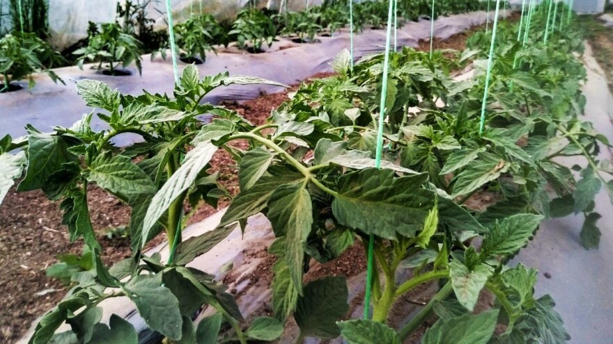 Koprivina grinja posebno je neugodan štetnik u intenzivnoj proizvodnji jagoda i rajčica