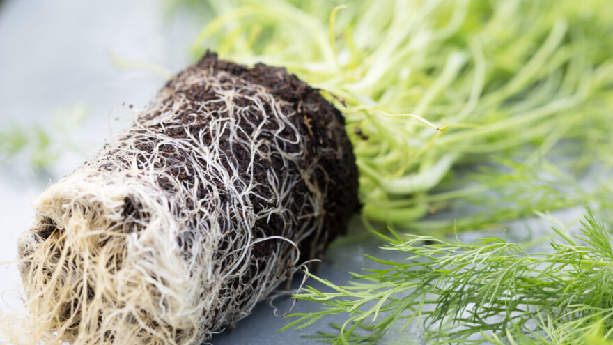 Kako spriječiti polijeganje presadnica - važnost supstrata i biostimulatora