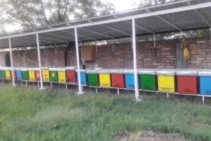 Pčelarstvo sve više dobija na značaju u svetu: Da li je tako i u Srbiji?!