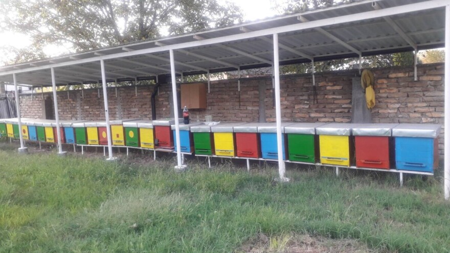 Pčelarstvo sve više dobija na značaju u svetu: Da li je tako i u Srbiji?!