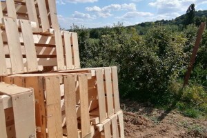 Bolesti u skladištu voća došle su iz nasada?