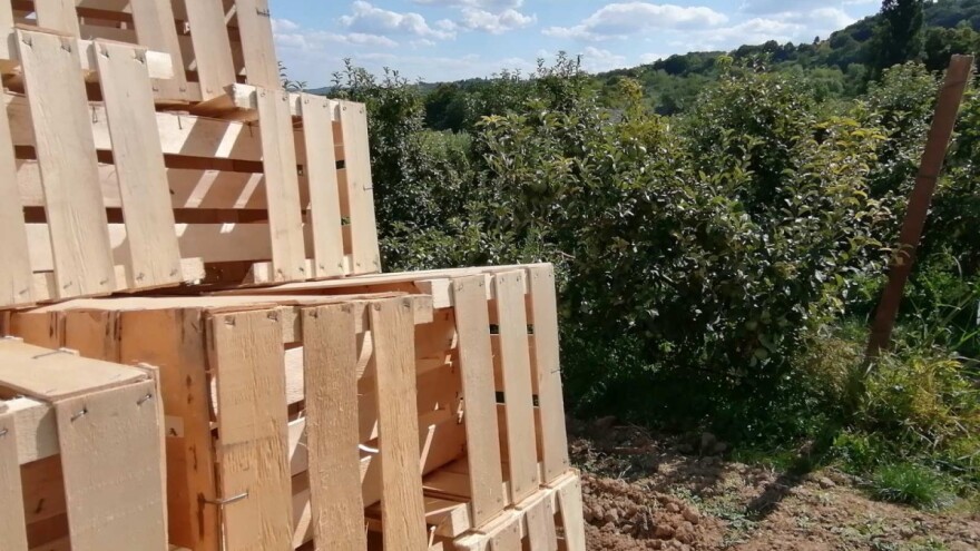 Bolesti u skladištu voća došle su iz zasada?