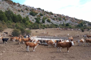 Žeđ mori 1.000 krava i konja na Suvoj planini - cisterne sa vodom ne stižu?
