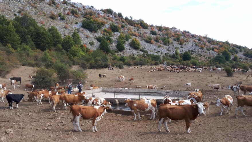 Žeđ mori 1.000 krava i konja na Suvoj planini - cisterne sa vodom ne stižu?